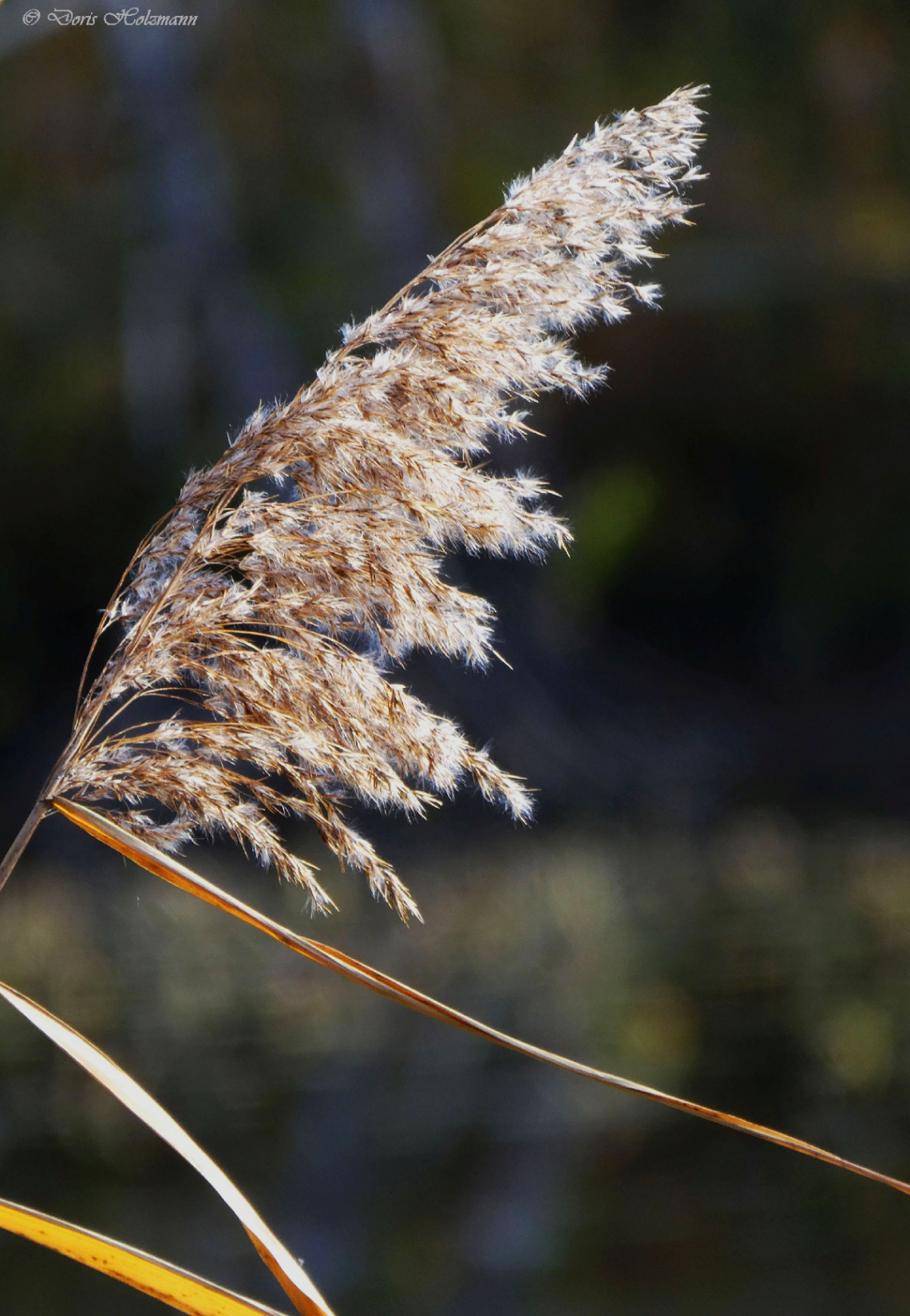 Phragmites australis, the common reed