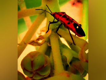 Colourful Beetle ⚜ ⚜ 