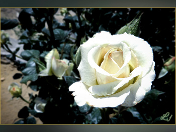 White Rose ⚜ ⚜ 