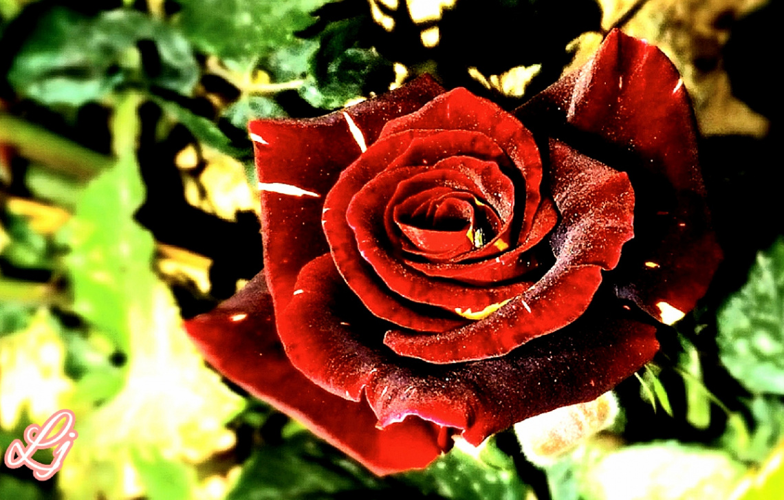 Red Rose ⚜ ⚜ 