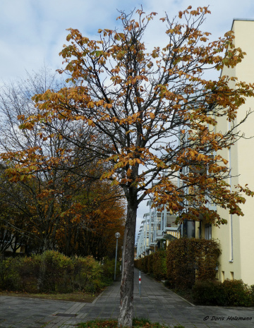 Autumn in Karlsruhe / Germany
