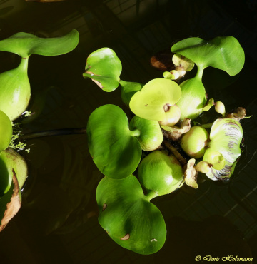 Pontederia crassipes (common water hyacinth)