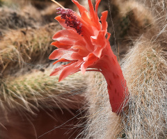 Flor de Cactus Rabo de Gato