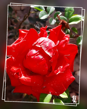 گلاب، Red Rose ⚜ 