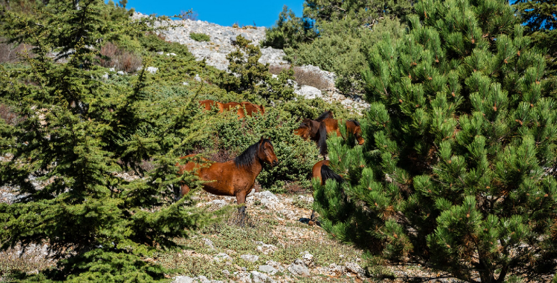 Manisa Spil Dağı / Yılkı Atları
