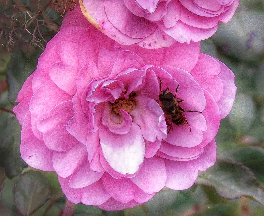 ROSE AND BEE