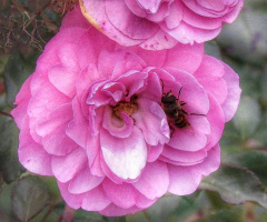 ROSE AND BEE