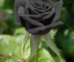 Siyah Gül / Black Rose
