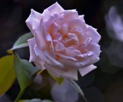 mawar pink
