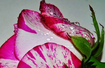 ROSE AND WATERDROPS 