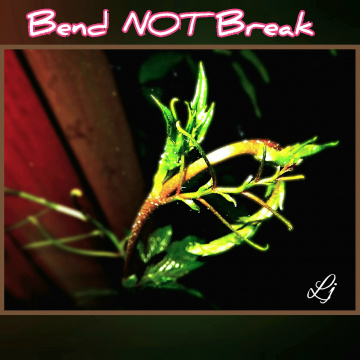 Bend NOT Break... ⚜ ⚜ ⚜ 