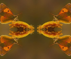 Sarı Azamat Kelebek - (Ayna Efektli)