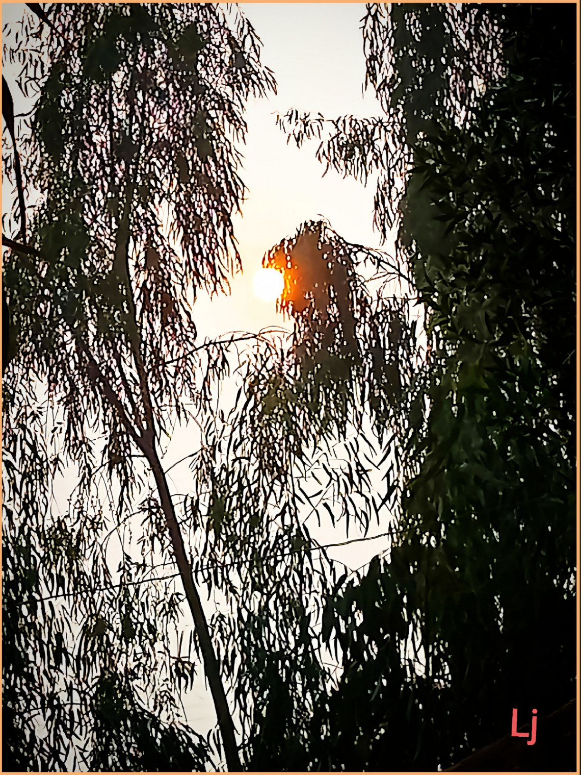 Eucalyptus at Sunset