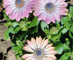 AFRICAN DAISIES