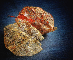 DRY FLOWERS OF PHYSALIS