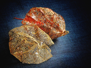 DRY FLOWERS OF PHYSALIS