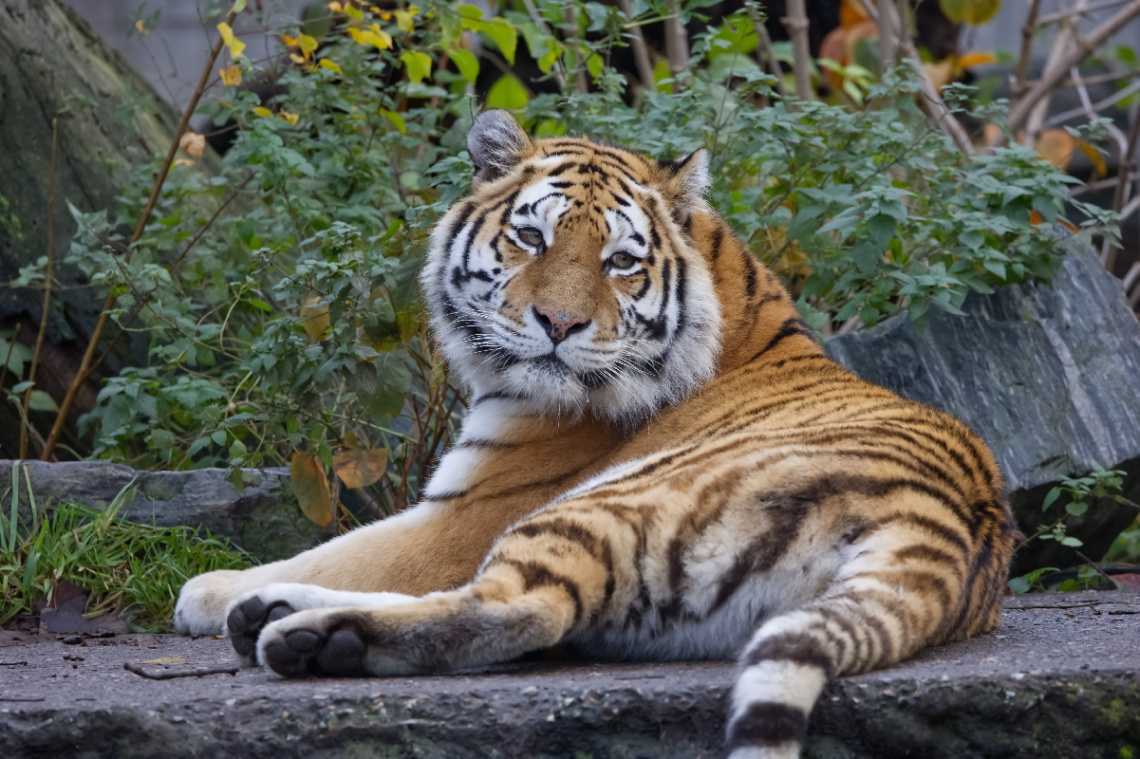 Amur Tiger  - Copenhagen Zoo 2023.