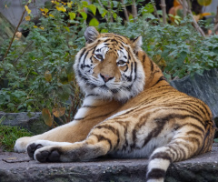 Amur Tiger  - Copenhagen Zoo 2023.