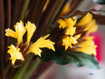 Calathea-Rufibarba (Dua çiçeği)