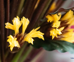 Calathea-Rufibarba (Dua çiçeği)