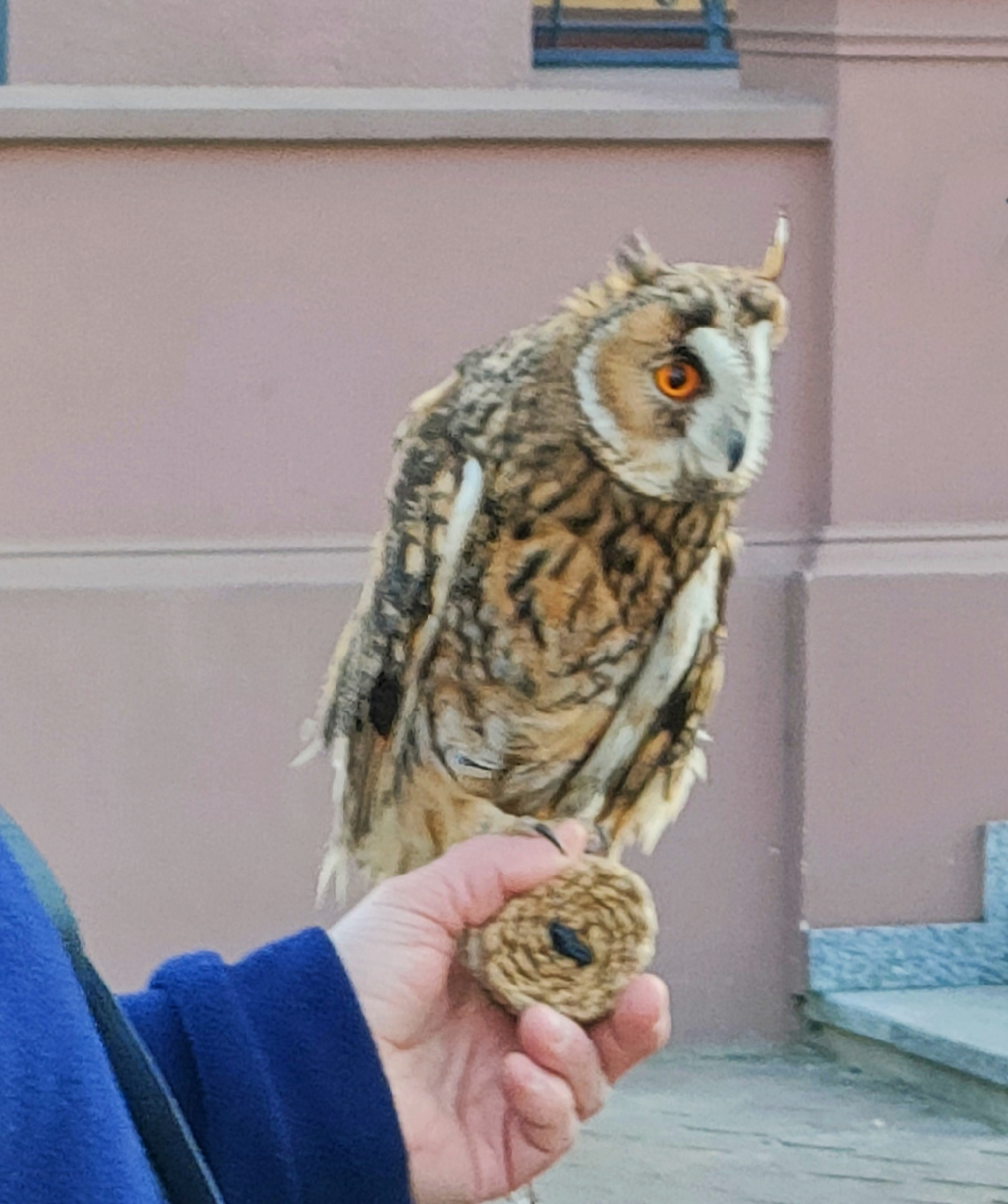 OWL FOR SHOW