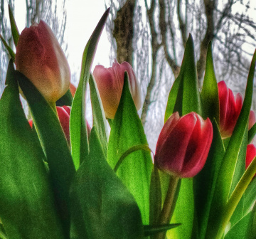 COLORFUL TULIPS 