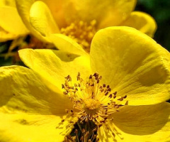 Sarı çiçek