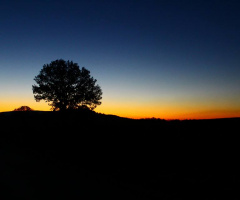 Akşam Güneşinde ağaç