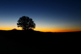 Akşam Güneşinde ağaç