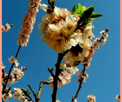 Tree blossom ⚜⚜