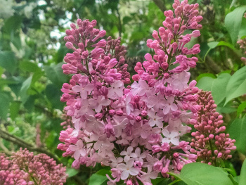 LILAC IN BLOOM