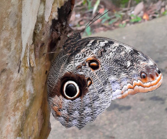 owl eye butterfly