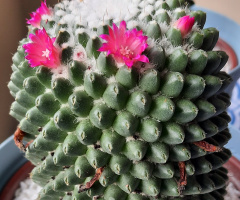 cactus flowers 