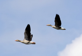 Mallard Ducks over Lake Lyngby - Dk. - Spring 2024