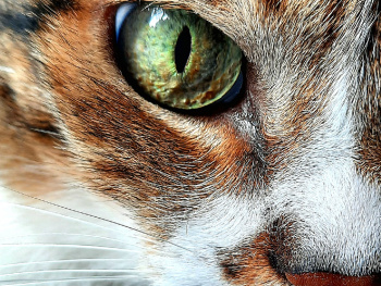 Olhos do gato 