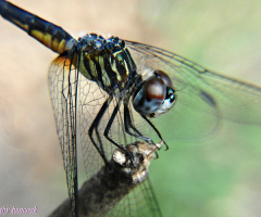 She's a Lady......Dragonfly