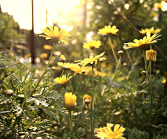 Güneş renkli çiçekler 