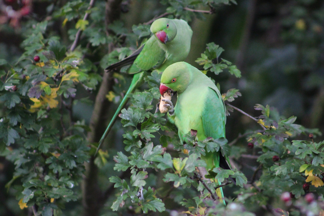 Parrots eating :)