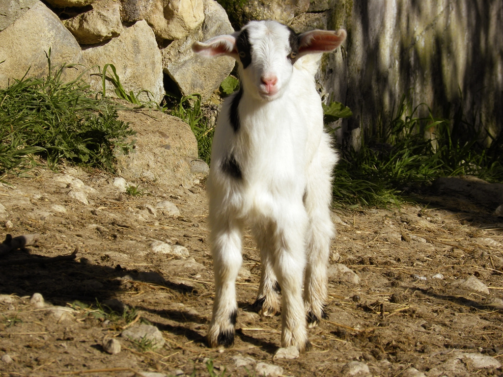 Sweet Goat