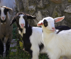 Beautiful Goats