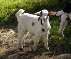 Beautiful Goat