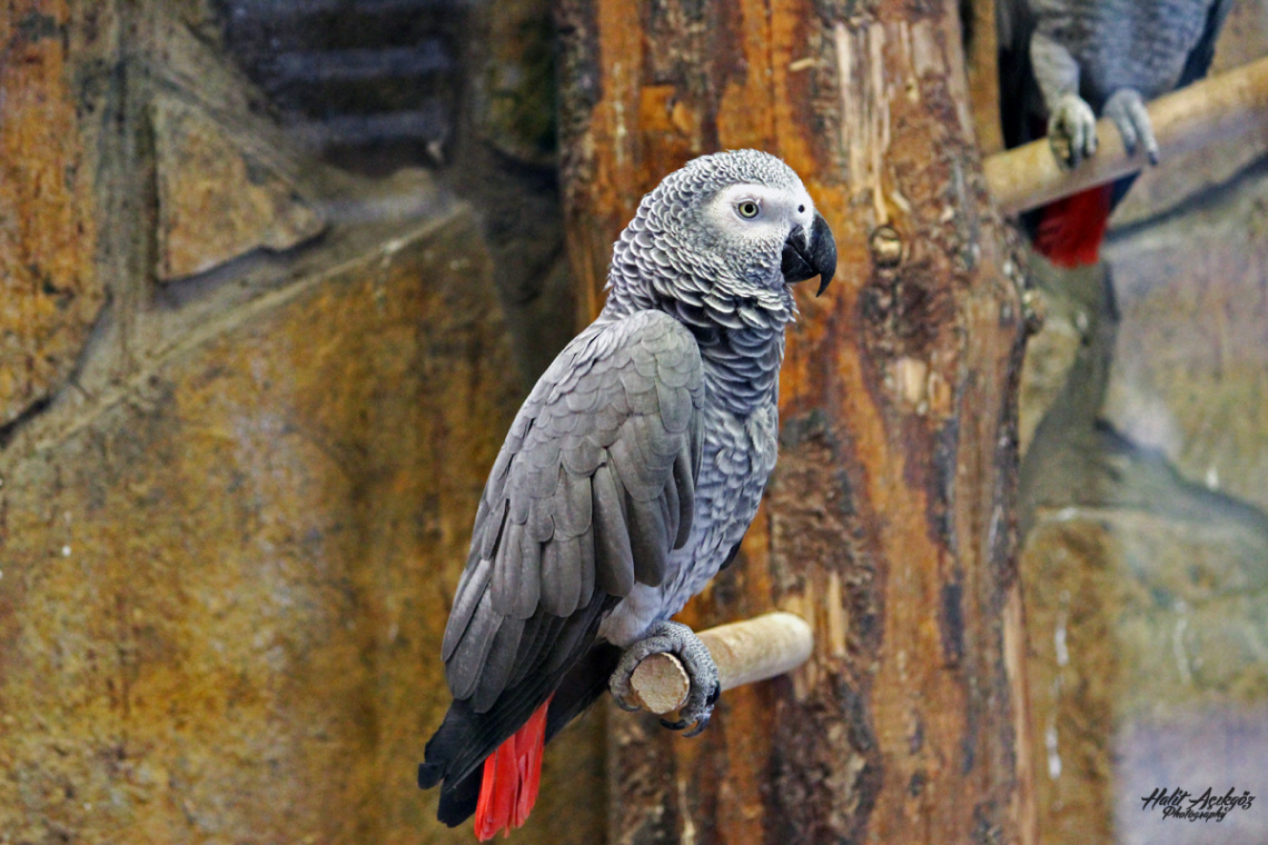 Gabon Papağanı