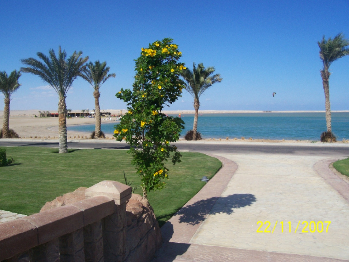 Egypt - Hurghada - beach - yellow roses