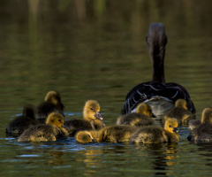 Wild Geese Family