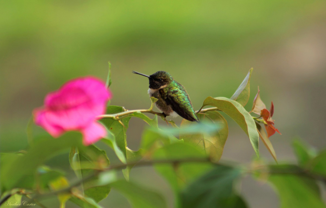 Hummingbird and Bougainvillea