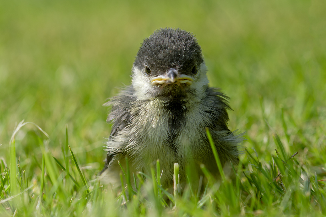 Young Great Tit - Angry Bird ;)