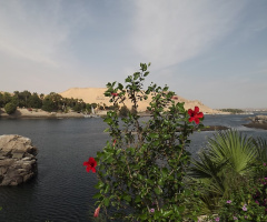Egypt  -  Aswan - red rose & plant island