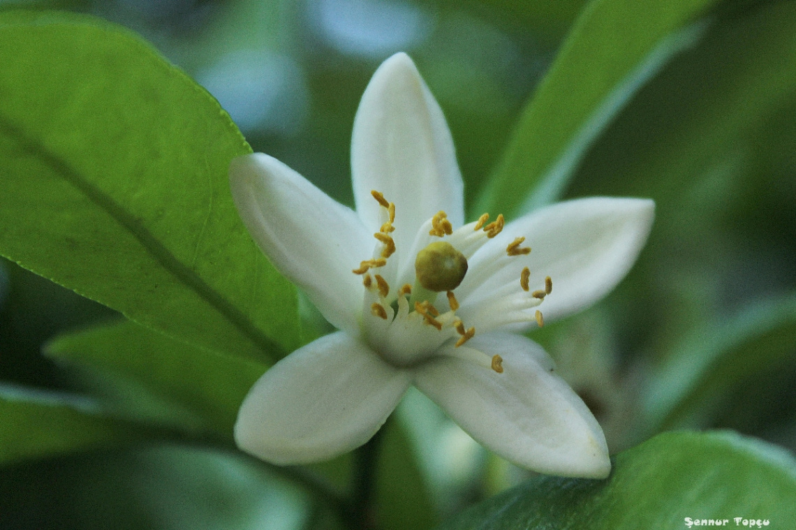 Mandalina Çiçeği