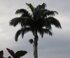 Palm Tree On Cloudy Day !
