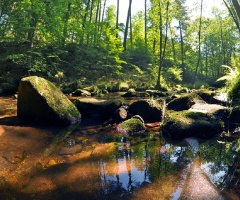 Forest river Vidnawka - Czech Republic